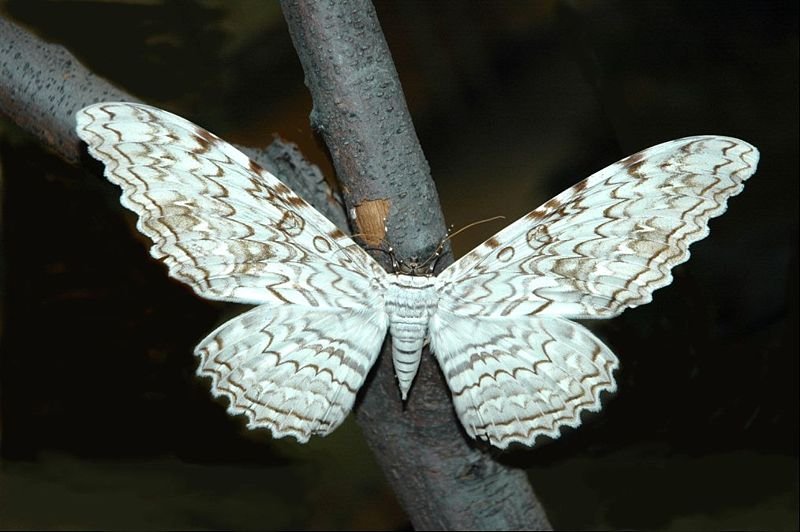 thisania agrippina