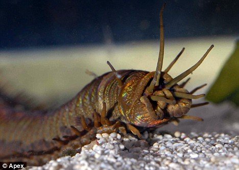 worm_barry