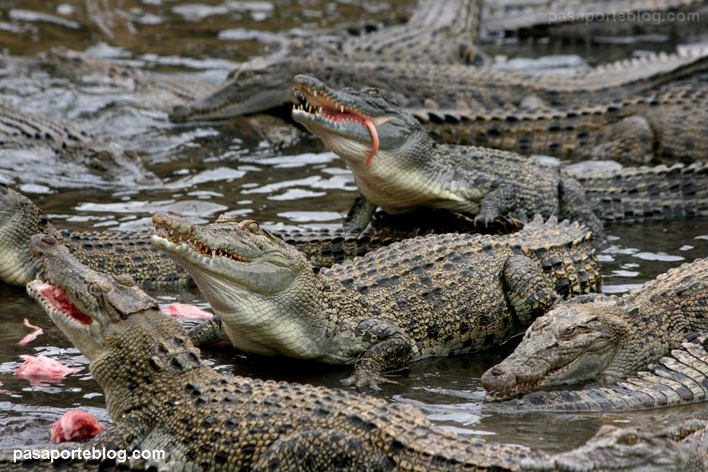 cocodrilos_asesinos