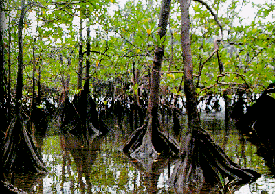 manglar