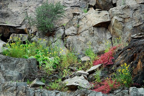 naturaleza_salvaje