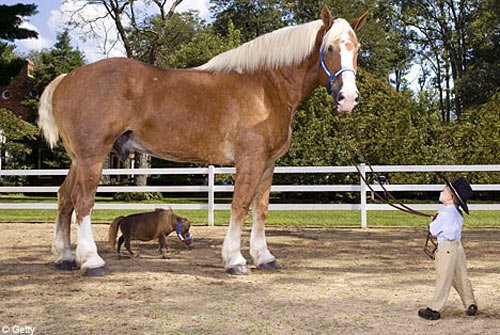 caballo_mas_grande_y_mas_pequeño_del_mundo