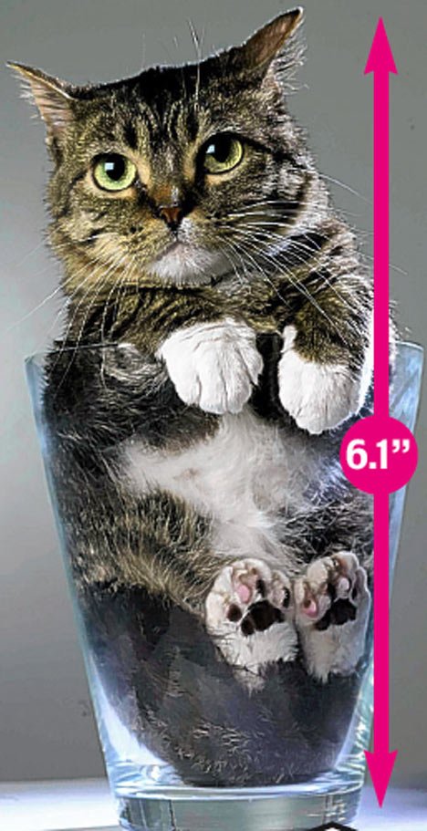 el_gato_mas_pequeño