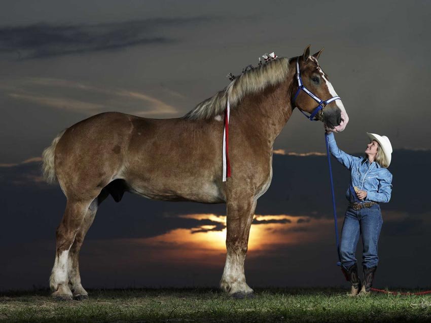 Radar-el-caballo-mas-grande-del-mundo