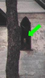 ghost2