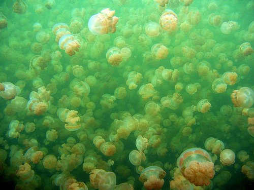 lago_de_las_medusas