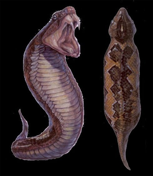 tsuchinoko-drawing