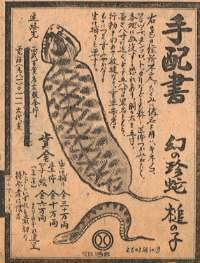 tsuchinoko