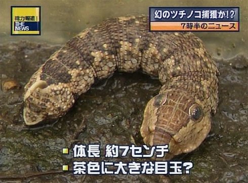 tsuchinoko5
