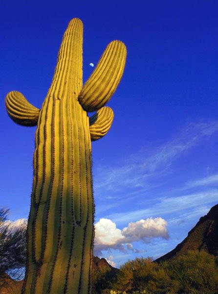 cactus_gigante