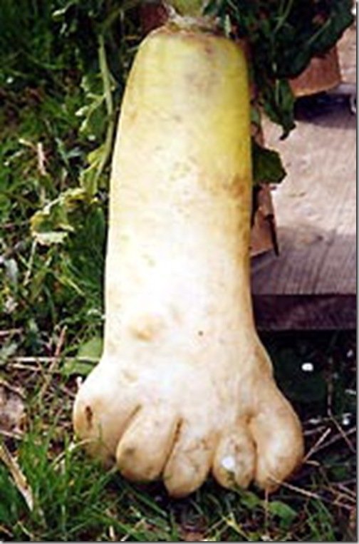calabaza_rara