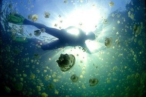lago_medusas_palau