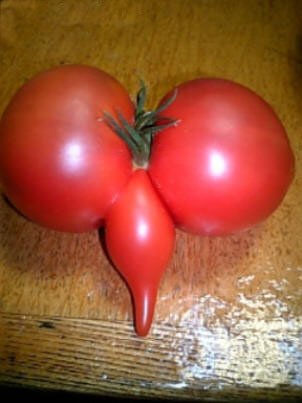 tomate-porno