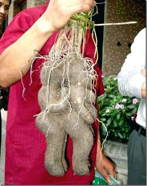 vegetal_raro