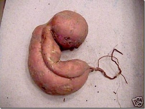 vegetales_curiosos