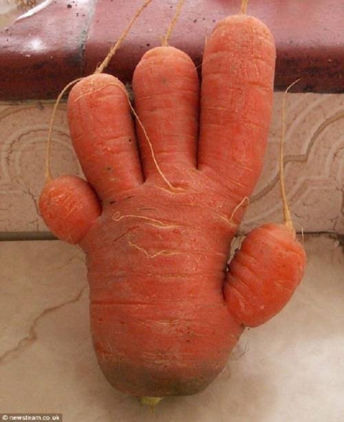 zanahoria_con_forma_de_mano_thumb