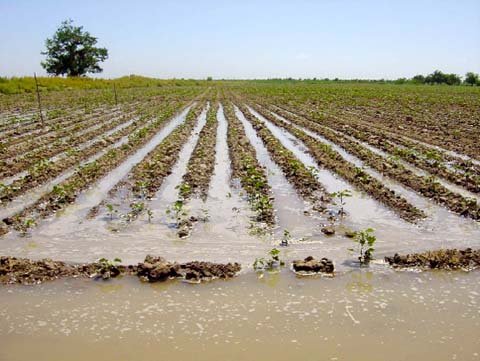 irrigation