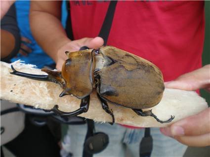 Escarabajo Rinoceronte