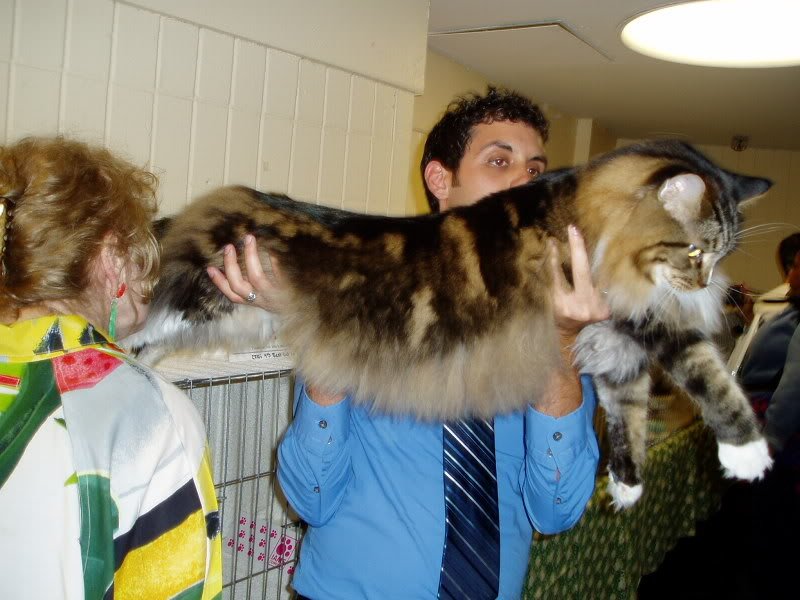 ny-maine-coon3.jpg image by oOopinchme