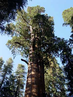 Sequoia National Park - The General Sherman Tree