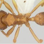 Hormigas del amazonas, descartan a los machos de su especie y se reproducen por clonación.