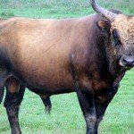 Los toros nazis, supervivientes de los juegos genéticos de Hitler.