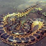Serpiente del tamaño de un autobús.