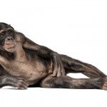 Los animales vistos por Andrew Zuckerman
