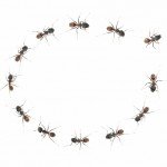 Las espirales suicidas de las hormigas