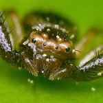 Macro fotografía. Ojos de araña.
