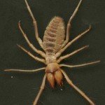 La araña camello. (Camel Spider)