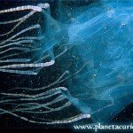 Los animales mas venenosos del mundo