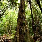 Los Toraja y los árboles de los niños muertos