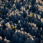 Planeta mágico: El bosque de piedra de Madagascar.