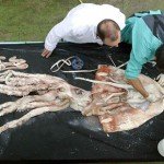 La leyenda del calamar gigante sigue viva