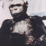 Oliver, el chimpancé que quería ser humano