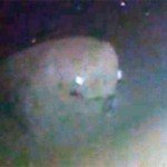 Extraña criatura filmada en las profundidades del mar en Japón
