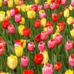 Tulipomanía, la fiebre del tulipán que casi llevó a Holanda a la quiebra.