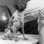Laika, la perrita astronauta