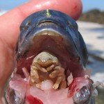 Cymothoa exigua, un parásito con don de lenguas