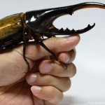 Insectos, gusanos, moluscos y demás bichos gigantes
