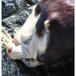 Aparece una extraña criatura en un lago de Canadá.