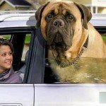Grandes mascotas. Perros y gatos gigantes.(Big Pets. Giant dogs and cats.)