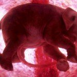 “In the womb”, fetos animales en el vientre materno.