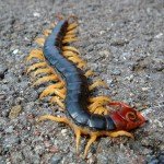 El ciempiés que se cuela en los orificios del cuerpo humano