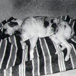 Las enigmáticas mutilaciones del “Depredador de Taco”.