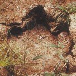 El Mokele-Mbembé, ¿El último dinosaurio?