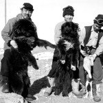 La historia de Taro y Jiro, los perros más famosos de Japón.
