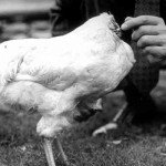 La historia del pollo Mike, “El gallo sin cabeza”.