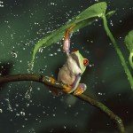 Decubren 10 nuevas especies de anfíbios en las selvas Colombianas.